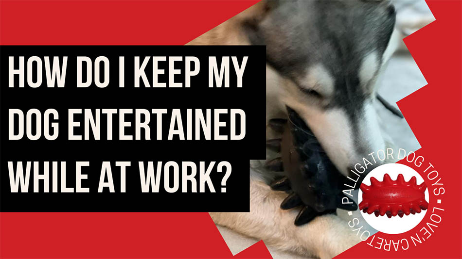How Do I Keep My Dog Entertained While At Work? - Love n care toys