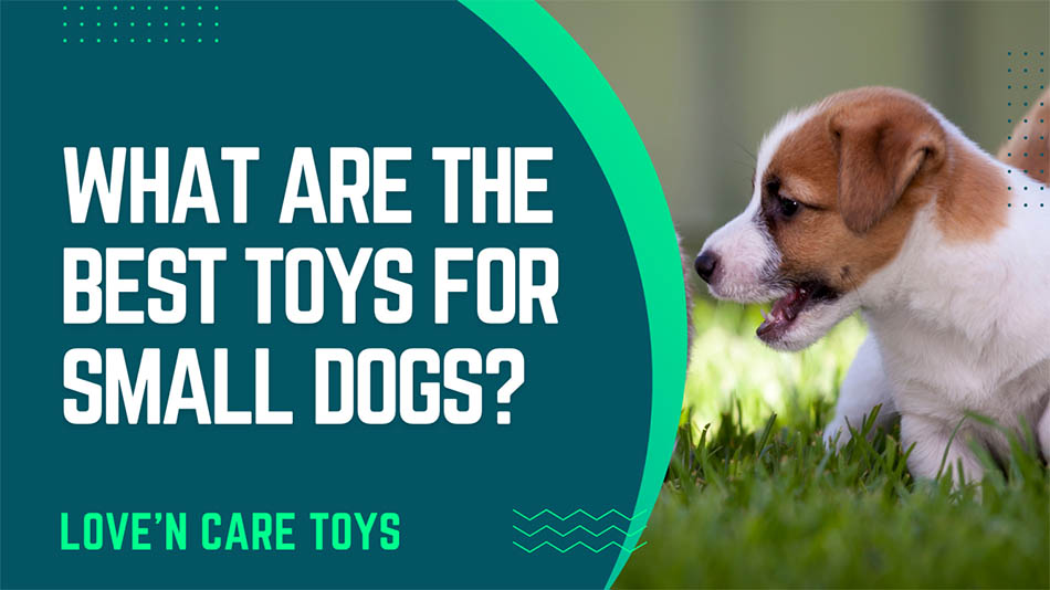 What Are The Best Toys For Small Dogs? - Love n care toys