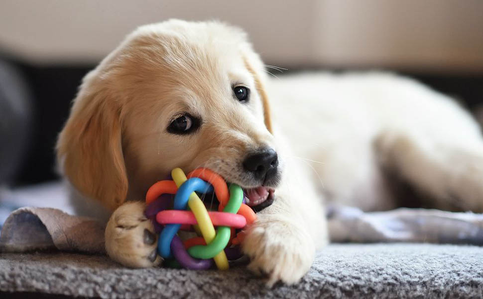 dog playing with toy