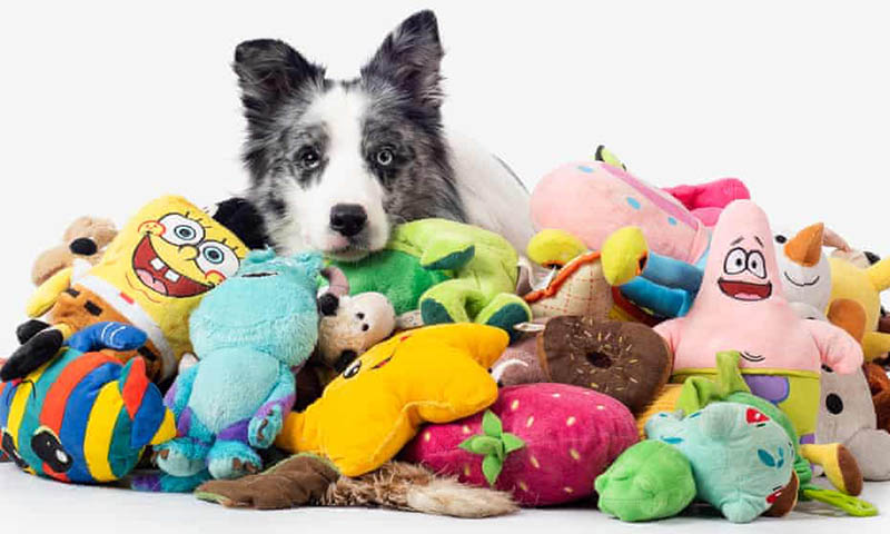 dog with toys