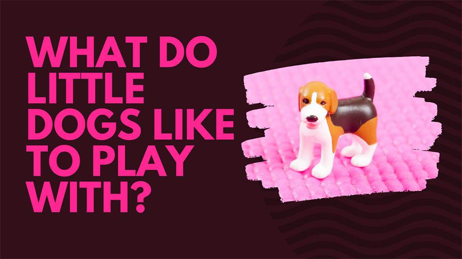 What do little dogs like to play with? - Love n care toys