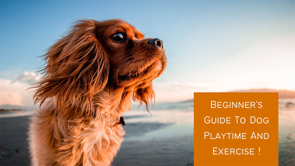 Beginner's Guide To Dog Playtime And Exercise !
