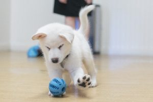 Love'n care toys : Dog's Basic Needs