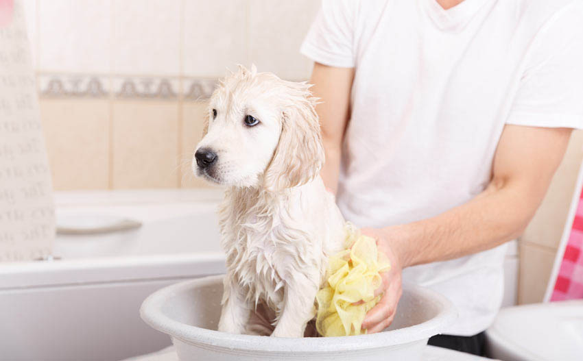 dog bath