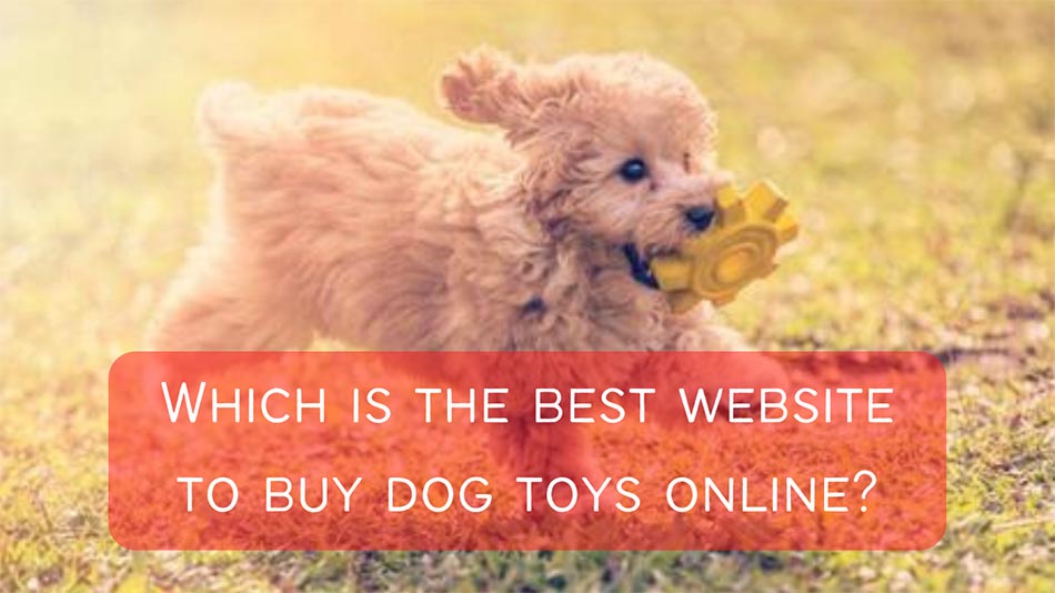 Which-is-the-best-website-to-buy-dog-toys-online