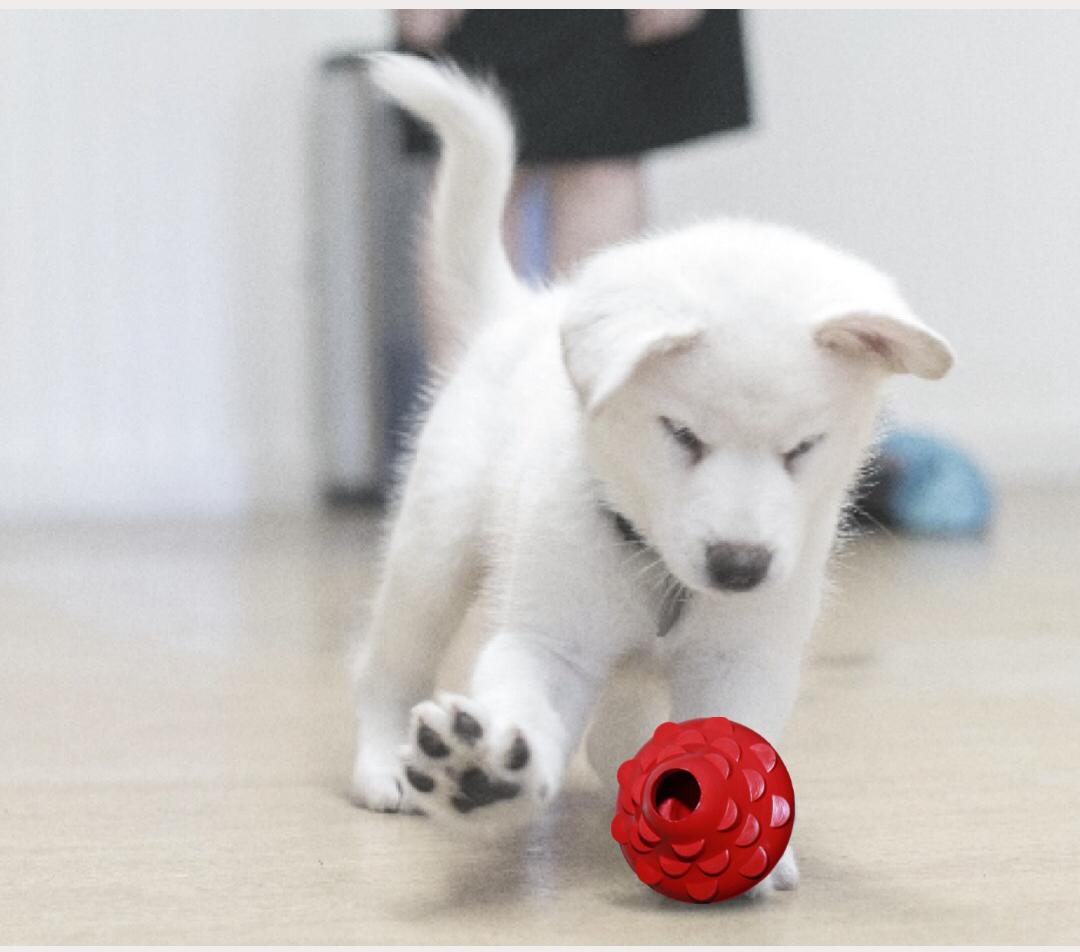 Best Dog Toys In 2022 In India