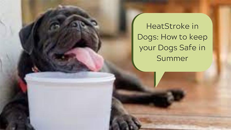 Heatstroke-in-Dogs_-How-to-keep-your-Dogs-Safe-in-Summer