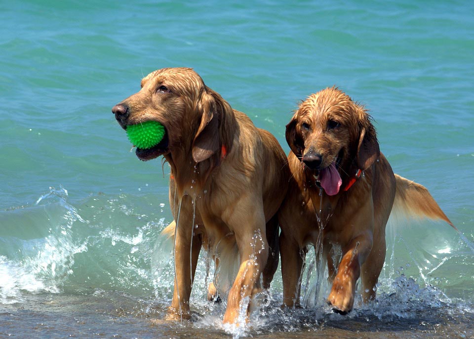 dog playing in water