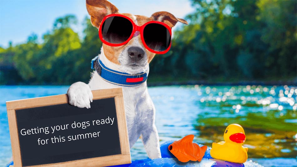 Getting your dogs ready for this summer