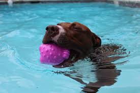 dog in pool