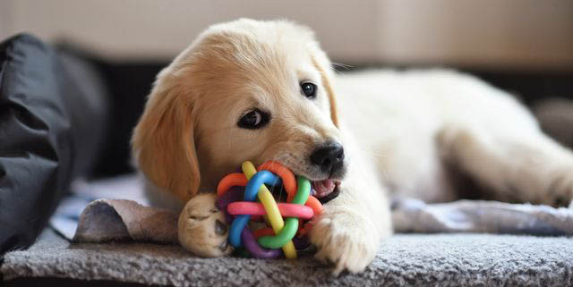 indoor dog play