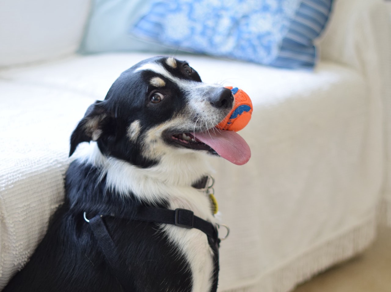 17 DIY dog toys you can make from items in your house -  Resources